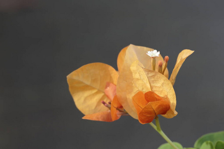 美丽的桔黄色的小叶子花照片