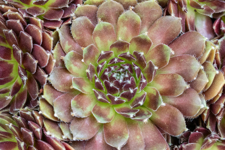 植物区系 干燥 植物 韭菜 自然 特写镜头 纹理 长生不老