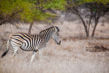 自然 荒野 旅行 克鲁格 斑马 条纹 哺乳动物 非洲 肯尼亚