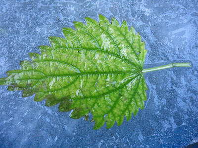 植物 夏天 纹理 生长 花园 特写镜头 自然