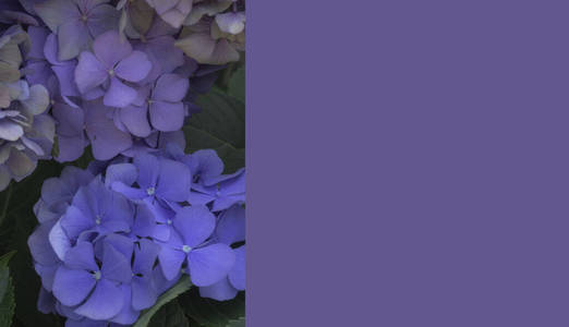 蓝色绣球花或大花绣球花，颜色从蓝色到紫色变化。横幅。软雾，模糊