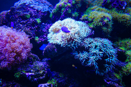 海鱼和珊瑚