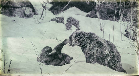食肉动物 公园 美国人 森林 寒冷的 动物 美国 灰熊 危险的