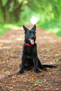 公园里的德国黑牧羊犬肖像。