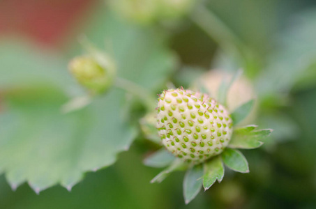 绿色草莓园水果和美味的bokeh