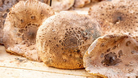 森林蘑菇在市场上出售。