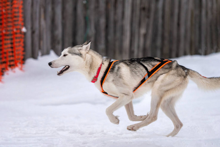 哈士奇雪橇狗队在挽具跑和拉狗司机.冬季运动锦标赛.照片