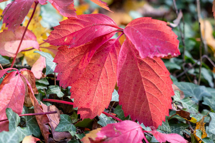 自然 季节 收获 秋天 森林 植物区系 天空 纹理 植物