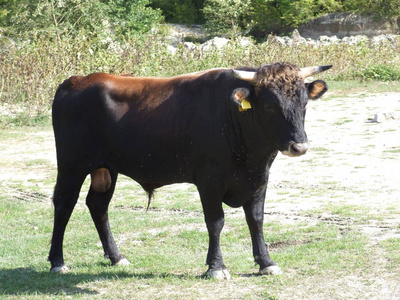 牲畜 小牛 安古斯 领域 农场 牛肉 公牛 牧场 哺乳动物