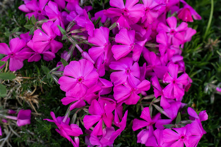 植物区系 紫罗兰 开花 特写镜头 花园 紫色 园艺 春天