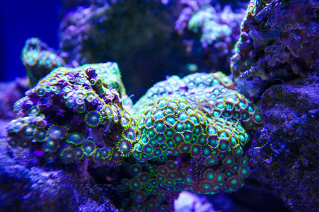 潜水 水下 水肺 水族馆 生态系统 生活 全景图 暗礁 鱼类