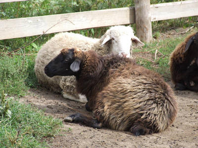 毛皮 水牛 动物园 羊毛 农场 奶牛 野生动物 哺乳动物