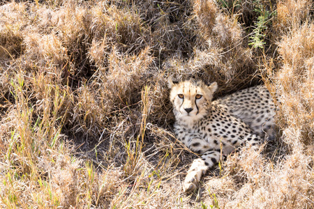 猎豹幼崽。非洲坦桑尼亚塞伦盖蒂国家公园