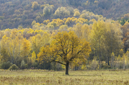 旅游业 旅行 橡树 桦木 森林 风景 秋天 落下 自然 巴什科尔托斯坦共和国