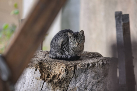 猫在休息