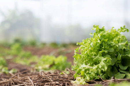 蔬菜 环境 肥料 农事 秩序 春天 地球 植物 种子 食物