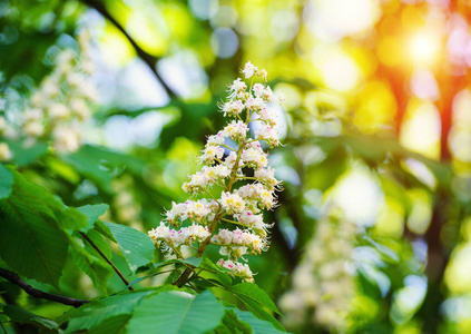 阳光 美丽的 季节 特写镜头 开花 生长 植物区系 自然