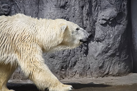 威胁 动物园 力量 哺乳动物 危险的 冰川 爪子 步行 动物