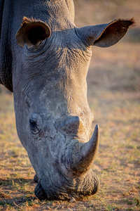 一只白犀牛吃草的特写镜头。