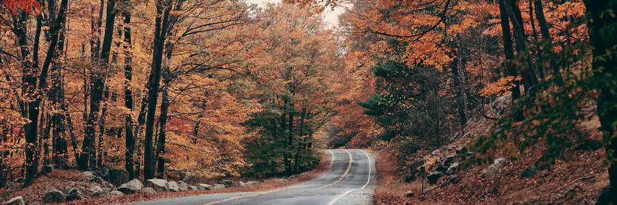 秋天 全景 全景图 季节 森林 乡村 树叶 荒野 十月 植物