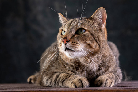 一只大猫.照片