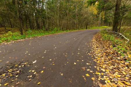秋林中的柏油路。秋天的背景。r国