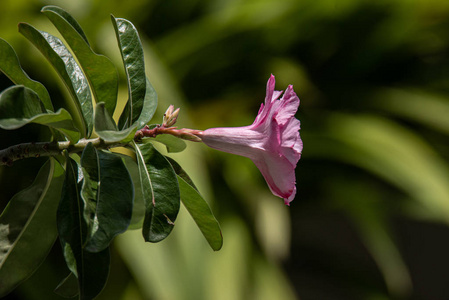 百合花 虹膜 植物区系 花园 开花 特写镜头 兰花 春天