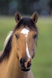 军马美丽的四分之一马肖像,外观,正面视图.照片