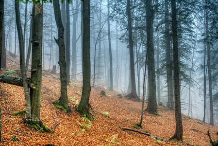 森林雾在秋天的颜色与落叶在地面，斯洛伐克，雅诺西科夫迪里