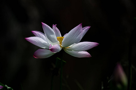 粉红色 莲花 美女 自然 百合花 开花 盛开 花瓣 花园