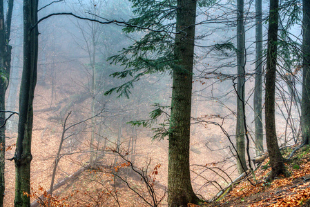 秋色的雾林，地上落叶