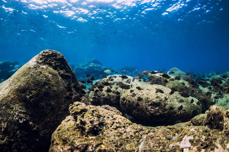 海底石头和热带鱼的水下场景。
