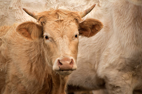 牧场上的奶牛。生活在野外的白牛。肉品品种。小牛