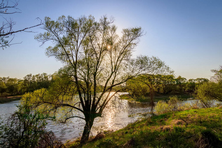柳树河边春天的阳光在河边,柳树成荫.照片