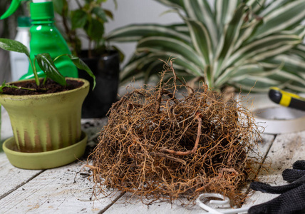 花盆 春天 室内植物 花园 生活 园丁 农业 植物学 种植