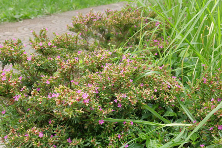 春天 花瓣 盛开 植物 植物区系 自然 领域 花的 粉红色