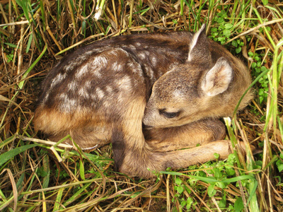 危险 耳朵 缩成一团 小鹿 说谎 自然 眼睛 草地 哺乳动物