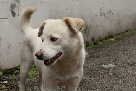 舌头 小狗 毛皮 肖像 犬科动物 因纽特人 动物 哺乳动物