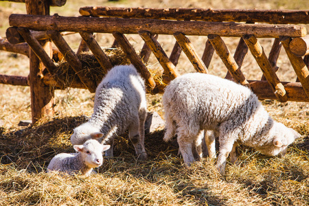 羊在农场吃干草