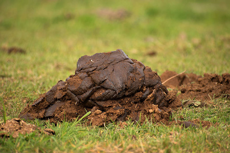 牛粪便牧场上的牛粪.粪便加工成肥料照片