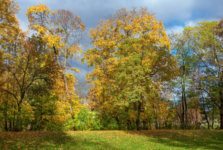 领域 木材 自然 环境 美女 秋天 森林 天空 树叶 颜色