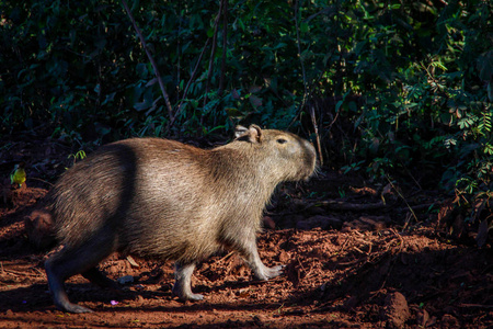游猎 公园 潘塔纳尔 食草动物 巴西 动物 肖像 哺乳动物