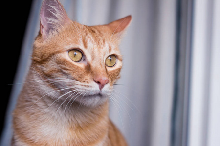 舌头 集中 猫科动物 甜的 面对 肖像 自然 老虎 乐趣