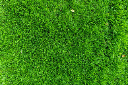 pattern cracked wall dry绿色的苔藓芽特写在一个阳光明媚的夏日树上