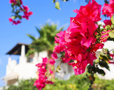 Beautiful pink begonville flowers in a traditional summer house 