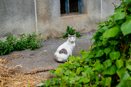 房子附近灰白相间的猫