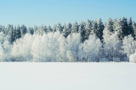 冬季雪林背景景观与寒性雪树