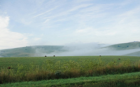 公路上的绿色田野雾