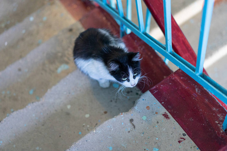 白黑猫在入口爬楼梯照片