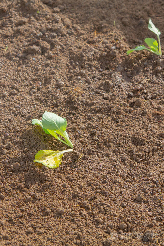 初夏甘蓝芽长在床上